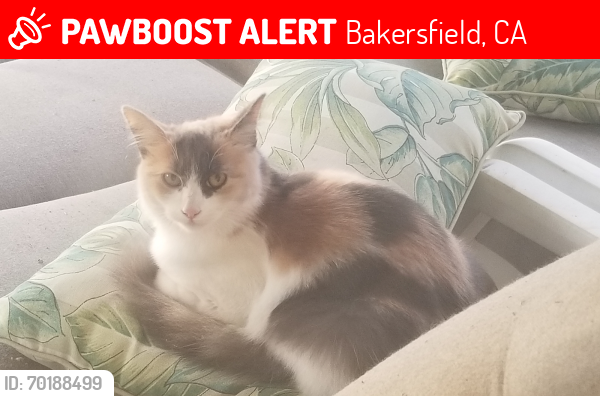 Lost Female Cat last seen Mountain Vista, Galaway Bay, Bakersfield, CA 93311