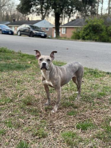 Lost Female Dog last seen Blueberry Ln, Louisa County, VA 23093