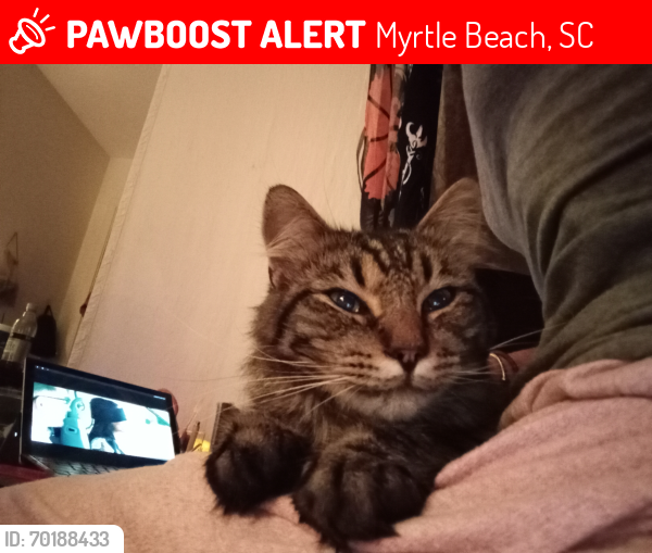 Lost Male Cat last seen 3rd north and cedar street, behind the old Food Lion., Myrtle Beach, SC 29577