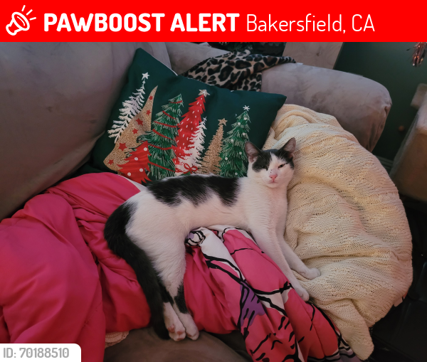 Lost Male Cat last seen Mountain Vista, Galaway Bay, Bakersfield, CA 93311
