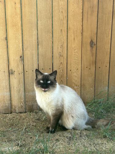 Lost Male Cat last seen Westcreek Oaks Drive and Delafield Road; San Antonio, Texas 78253, San Antonio, TX 78253