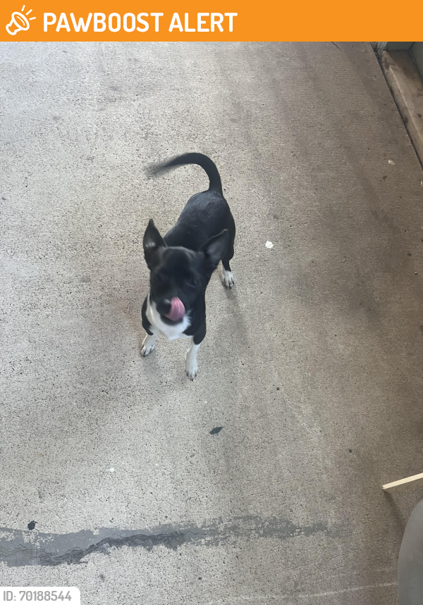 Found/Stray Male Dog last seen Business 83 and White Ranch, Cameron County, TX 78559