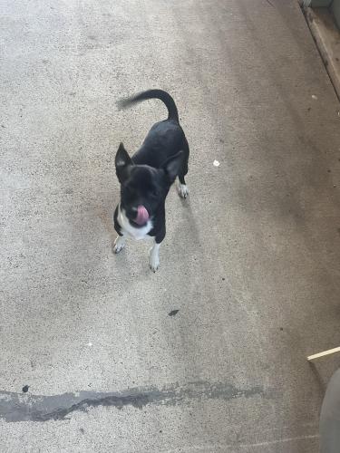 Found/Stray Male Dog last seen Business 83 and White Ranch, Cameron County, TX 78559