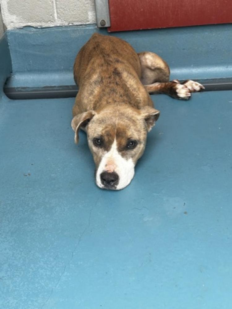 Shelter Stray Female Dog last seen Villa Rica, GA 30180, Carrollton, GA 30117