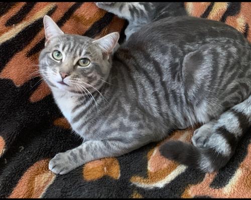 Lost Male Cat last seen Meadowbank road, Greater London, England NW9