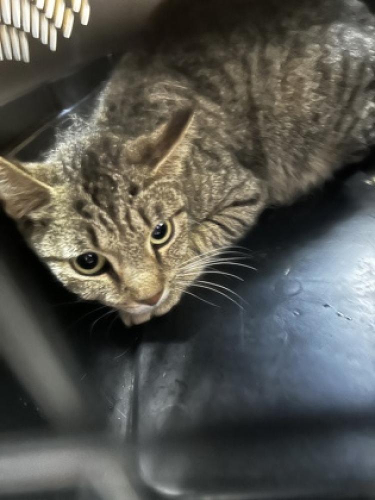 Shelter Stray Female Cat last seen Carrollton, GA 30116, Carrollton, GA 30117