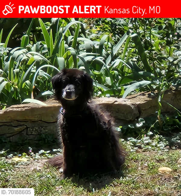 Lost Female Dog last seen Smart and Cypress, Kansas City, MO 64124