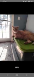 Lost Male Cat last seen Near Emporia Blvd , San Antonio, TX 78209