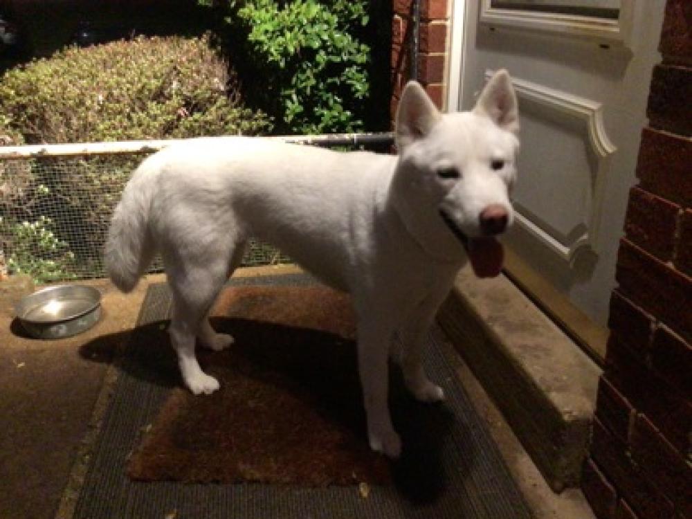 Shelter Stray Unknown Dog last seen Annandale, VA, 22003, Brookcrest Place, Fairfax County, VA, Fairfax, VA 22032