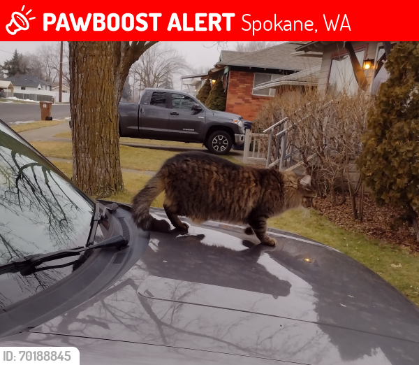 Lost Male Cat last seen Marietta @ Julia , Spokane, WA 99217