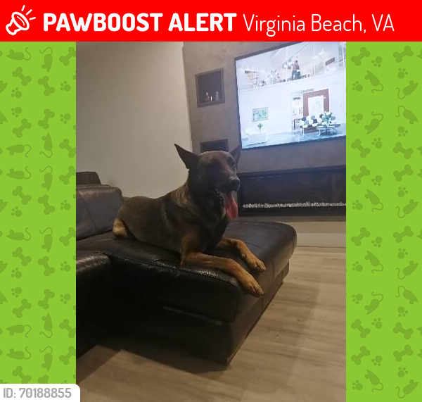 Lost Male Dog last seen Virginia , Virginia Beach, VA 23451