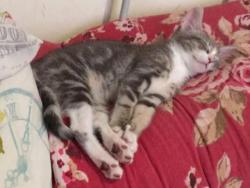 Reunited Female Cat last seen Maxwell road Wolverhampton , West Midlands, England WV2