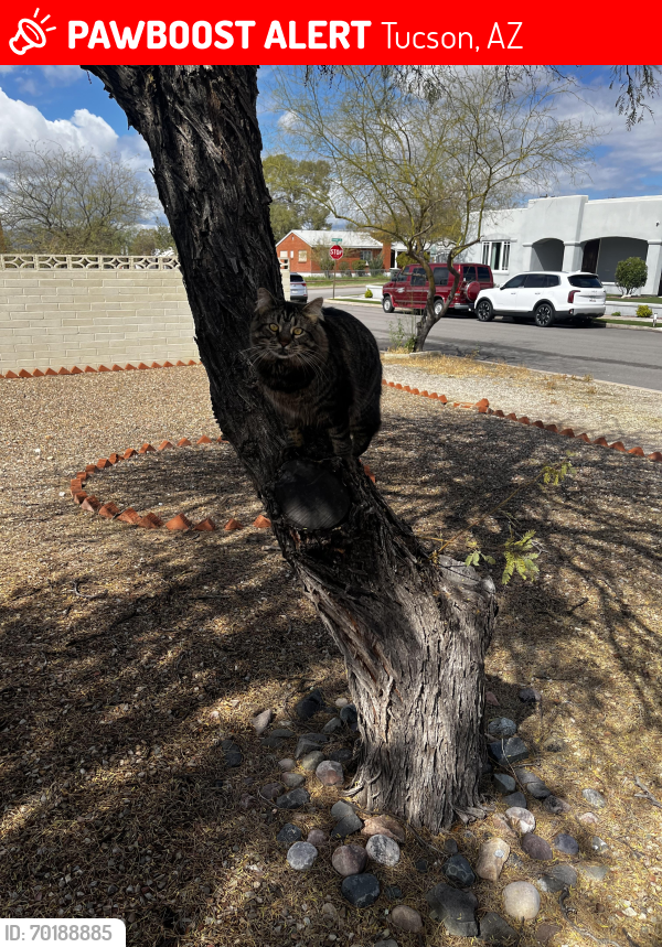 Lost Male Cat last seen Near E Linden Street, Tucson, AZ 85719