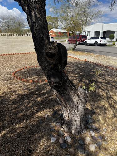 Lost Male Cat last seen Near E Linden Street, Tucson, AZ 85719