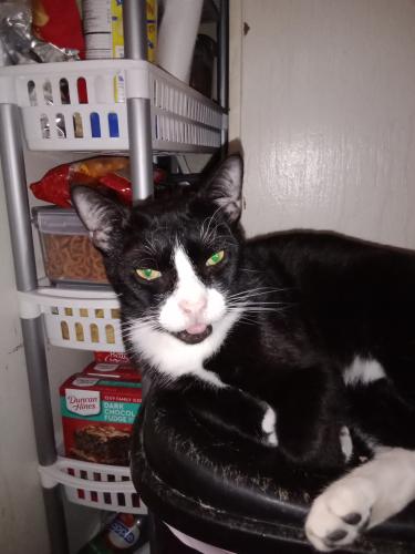 Lost Male Cat last seen Jerusalem Ave and Division , Hicksville, NY 11801