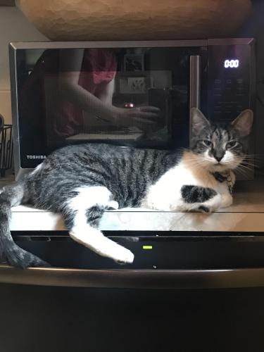Lost Female Cat last seen South Squirrel Hill, Shady and Burchfield Streets, Pittsburgh, PA 15217