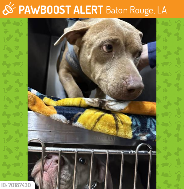Shelter Stray Female Dog last seen Near N RIDGE, 70811, LA, Baton Rouge, LA 70820