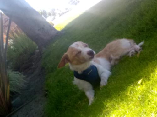 Lost Male Dog last seen Silverstand, Oxnard, CA 93030