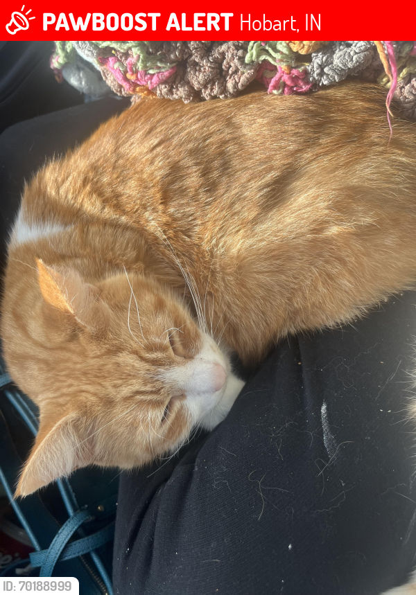Lost Male Cat last seen Comfort inn hotel 𝚘𝚗 𝙼𝚒𝚜𝚜𝚒𝚜𝚜𝚒𝚙𝚙𝚒  parking lot , Hobart, IN 46342