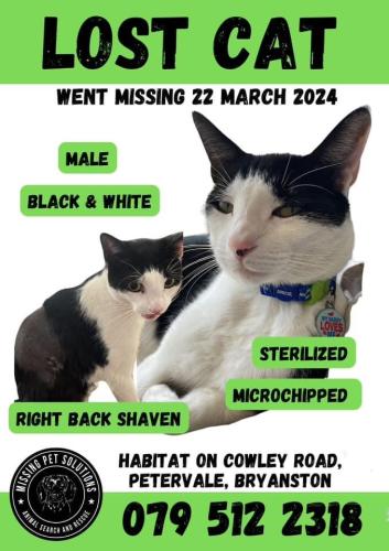 Lost Male Cat last seen Cowley Road, Petervale, Sandton, GP 2191