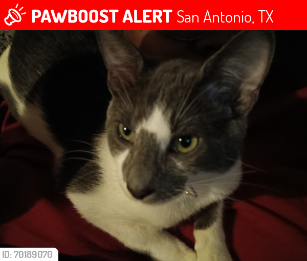 Lost Male Cat last seen Goliad, San Antonio, TX 78223