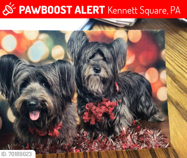 Lost Female Dog last seen Kenview Ave/ Young Ave, Kennett Square, PA 19348