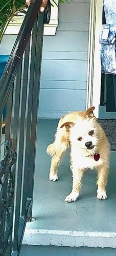 Lost Male Dog last seen Plymonth, Oakland, CA 94621