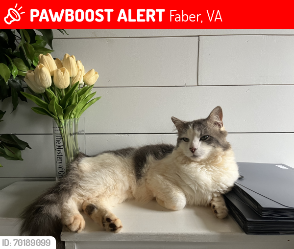 Lost Male Cat last seen Hickory Creek, Faber, VA 22938