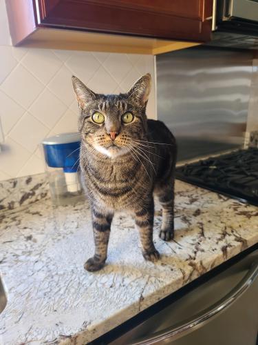 Lost Male Cat last seen 23rd Avenue and Murray Street, Whitestone NY 11357, Queens, NY 11357