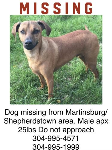 Lost Male Dog last seen Winebrenner road, Shepherdstown, WV 25443
