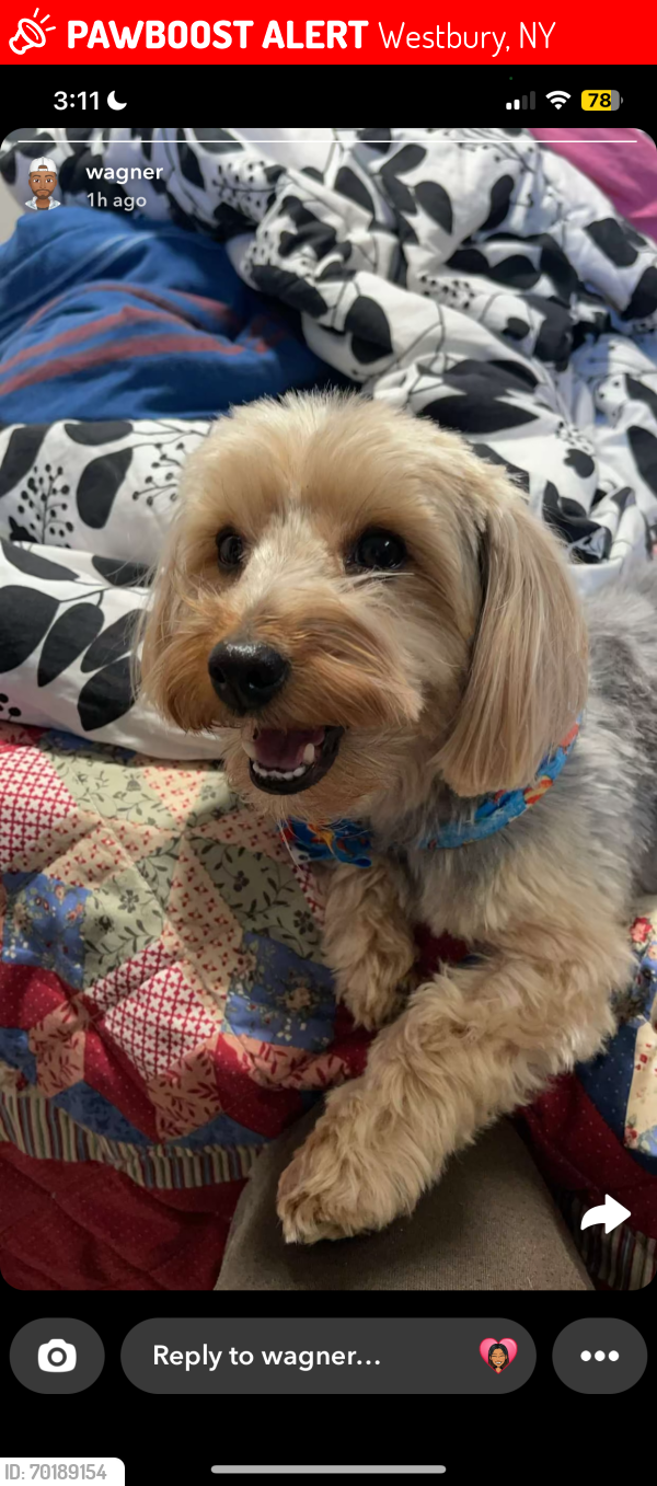 Lost Male Dog last seen any location near 29 rose avenue, or the starbucks and bola market (and gas station) near it, nrthern parkway, jericho turnpike, hillside avenue, etc, Westbury, NY 11590