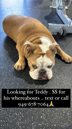 Lost Male Dog last seen Big 5 in lake forest , Lake Forest, CA 92630