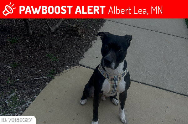 Lost Male Dog last seen By county market , Albert Lea, MN 56007