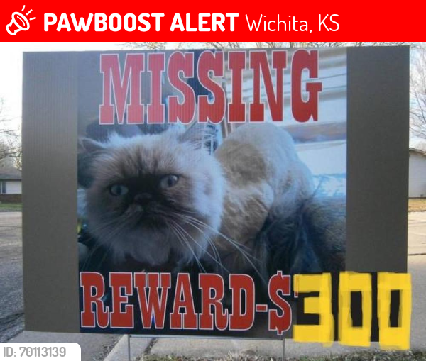 Lost Female Cat last seen Near N Parkdale St., Wichita, KS 67212