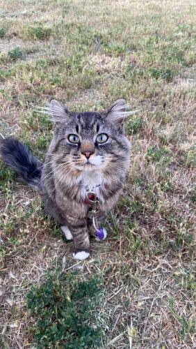 Lost Male Cat last seen 5422s 4425w hooper Utah 84315, Hooper, UT 84315
