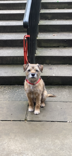 Lost Male Dog last seen Florence Road and Stapletonhall Road, Greater London, England N4