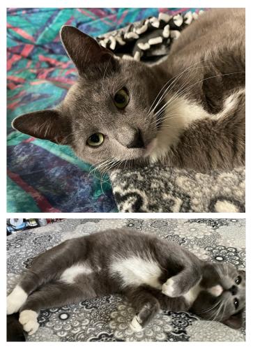 Lost Male Cat last seen SW 6th Ave & S Bryant St, Amarillo, TX 79106