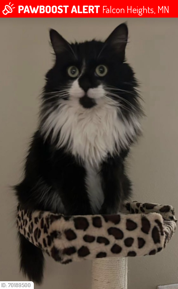 Lost Male Cat last seen Carousel Flats Apartments on Idaho/Snelling by grges//woods/garbage area, Falcon Heights, MN 55108