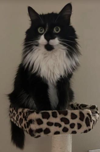 Lost Male Cat last seen Carousel flts apmts on Idaho/Snelling by grges//woods/garbage area, Falcon Heights, MN 55108