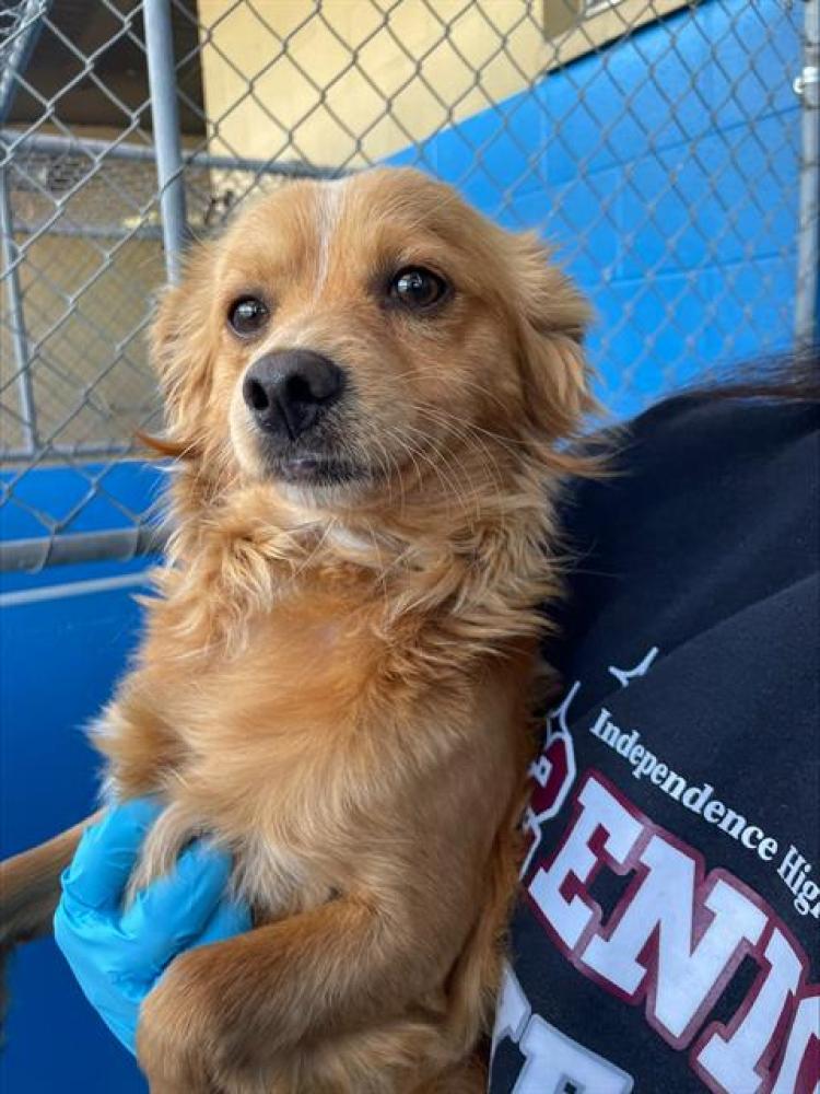 Shelter Stray Male Dog last seen Near BLK MARSHALL ST, BAKERSFIELD, CA, Bakersfield, CA 93307