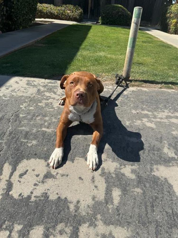 Shelter Stray Male Dog last seen Near BLOCK BUCKLEY WY, BAKERFIELD CA, Bakersfield, CA 93307