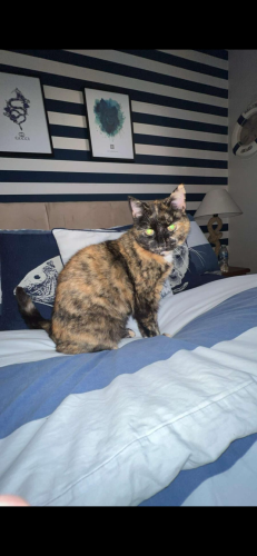 Lost Female Cat last seen Fallbrook drive , Merseyside, England L12 5NE