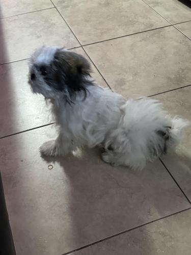 Lost Male Dog last seen 23rd pl sw, Naples, FL 34116