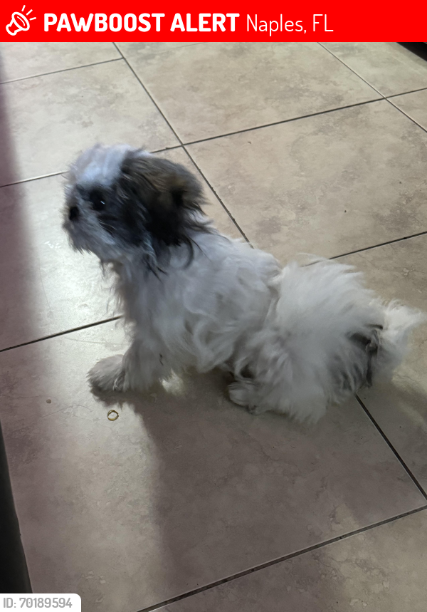 Lost Male Dog last seen 23rd pl sw, Naples, FL 34116