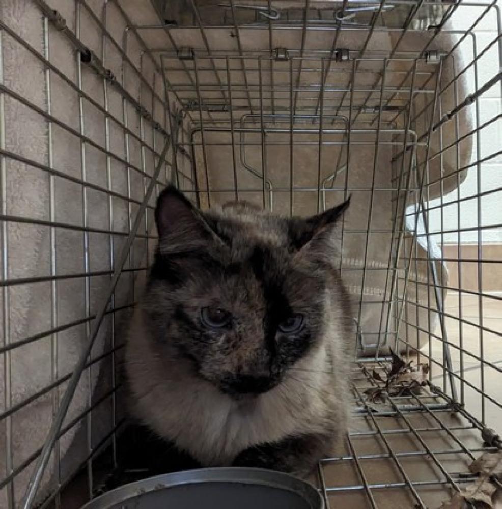 Shelter Stray Female Cat last seen Fairfax Station, VA 22039, Cub Court, Fairfax County, VA, Fairfax, VA 22032