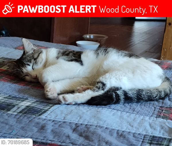 Lost Female Cat last seen Fm 37/CR 2307, Wood County, TX 75773