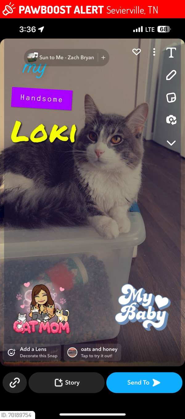 Lost Male Cat last seen Beverly Hills drive , Sevierville, TN 37862