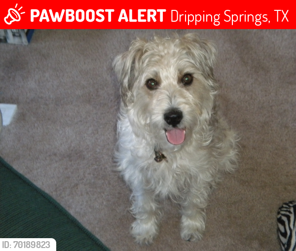 Lost Male Dog last seen Intersection of Sycamore Creek Drive and West Fitzhugh Road, Dripping Springs, TX 78620