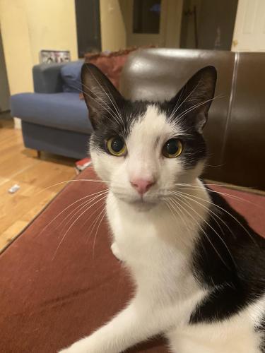 Lost Male Cat last seen Cat park on 32nd and haverford , Haverford, PA 19041