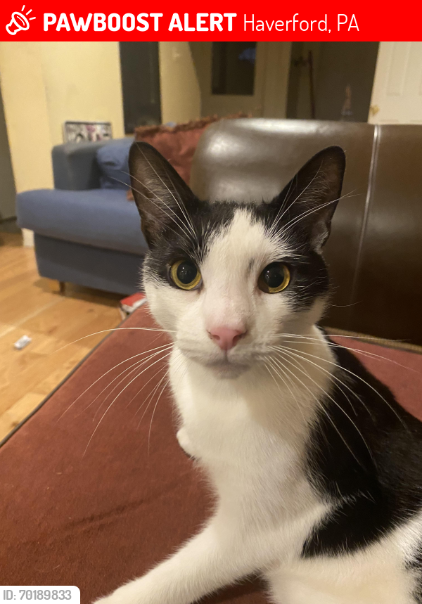 Lost Male Cat last seen Cat park on 32nd and haverford , Haverford, PA 19041